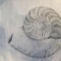 Nautilus